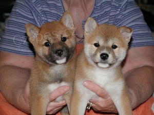 Purebred Shiba Inu �t��ata pro p�ijet�