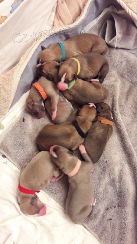 Whippet �t���tka