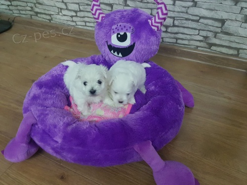 Maltsk� �t���tka k dispozi s PP.