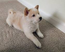 �t��ata Akc Shiba Inu pro adopci