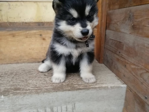 Alja�sk� malamut s PP