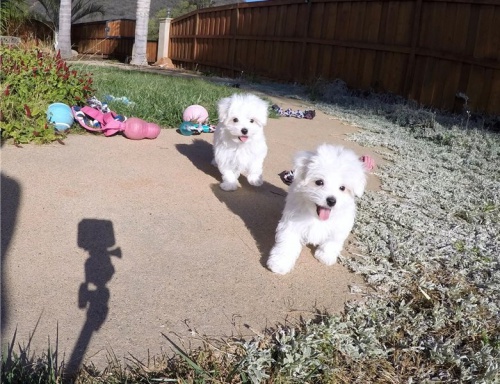 �ensk� malt�zsk� �t�n� pro adopci