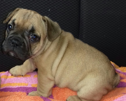 Zdrav� �t���tka pro adopci