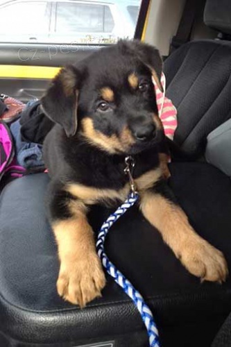 N�meck� �t���tka Rottweiler.