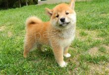 �t��ata Akc Shiba Inu pro adopci