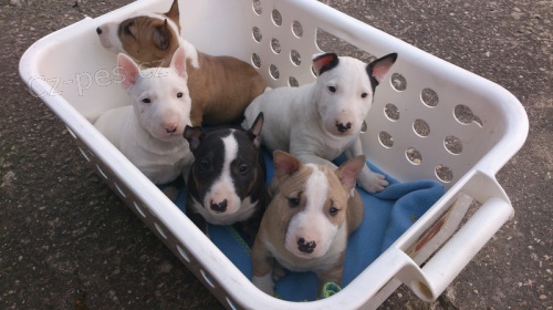 �t���tka Miniaturn� Bull Terrier