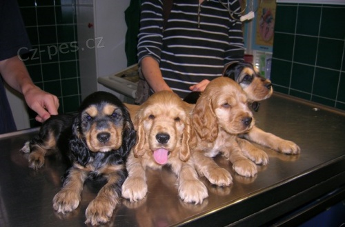 americk� kokr�pan�l