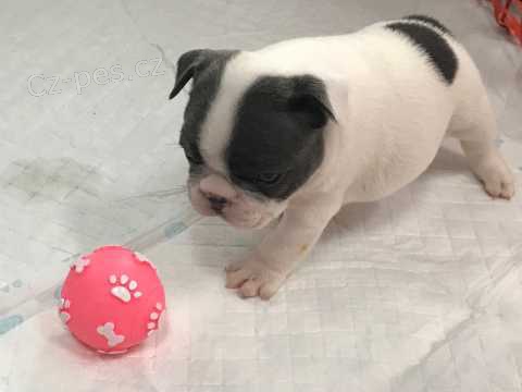 Francouzsk� mu� na prodej