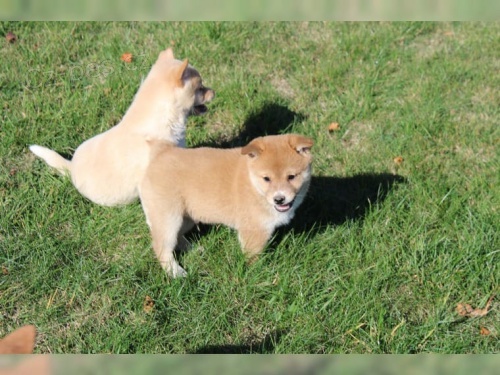 shiba inu �t��ata pro v�no�n�