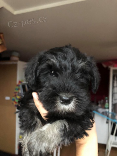 Kn�ra� mal� �ernost��b�it�