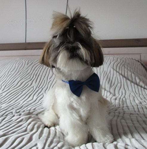 Nab�z�m Shih-tzu pejska s PP na kryt�