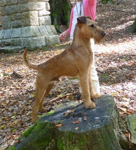 Irsk� teri�r - �t��ata s PP