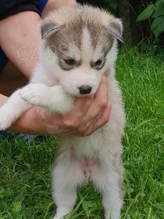 Sibi�sk� Husky