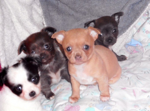 �ivava s PP - cel� vrh