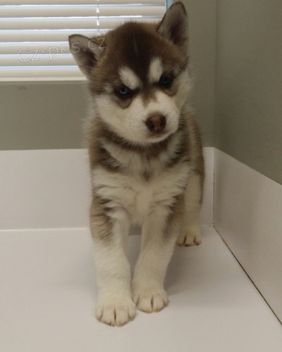 Vynikaj�c� sibi�sk� husky �t��ata