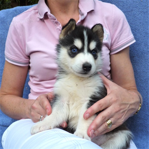 Sibi�sk� husky �t��ata na V�noce.