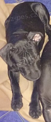 Americk� staford��rsk� terier bez p