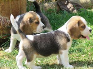 Beagle �t��ata.