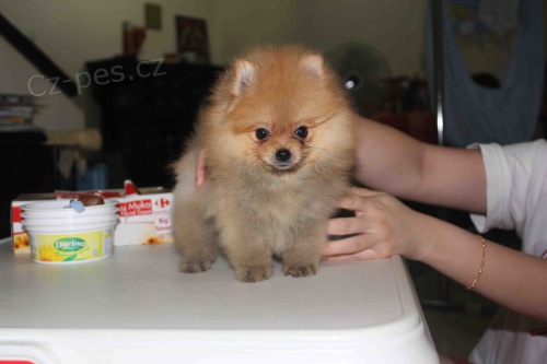 Pomeranian �t��ata.
