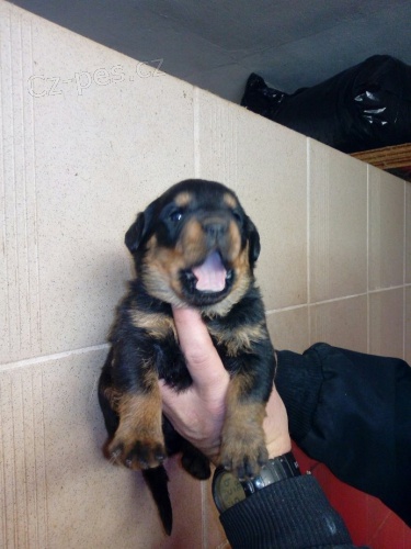 Prod�m �t��ata rotvajlera s pr�kaze