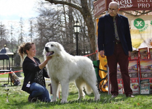 pyrenejsk� horsk� pes