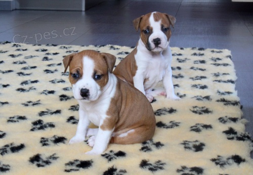 Americk� staford��rsk� teri�r s PP