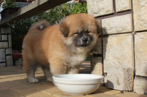 Akita inu - �t���tka