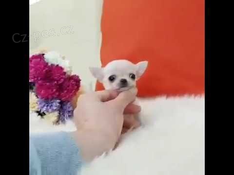  �ivava kr�tkosrst�