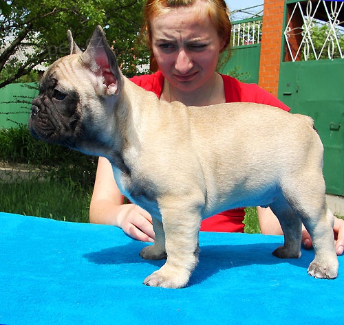 Francouzsk� buldo�ek