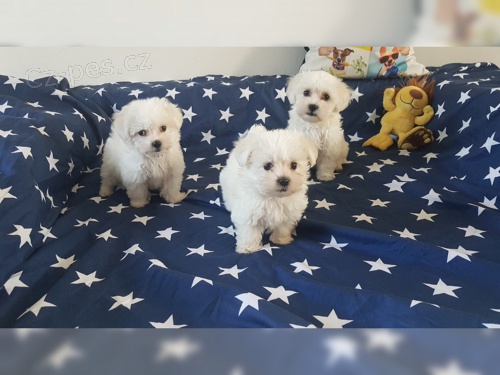 Malt�zsk� ps�k-prod�m �t���tka