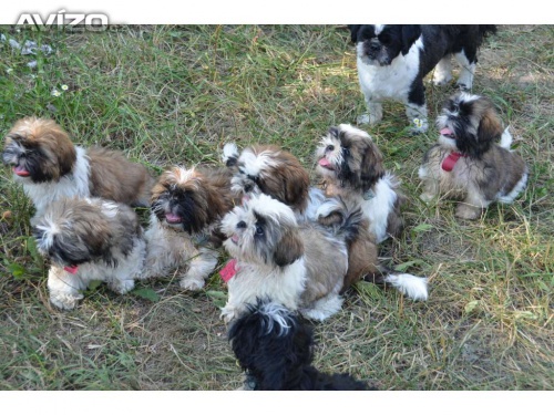 �t���tka shih-tzu