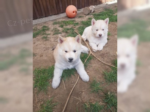 Sibi�sk� husky �t��ata