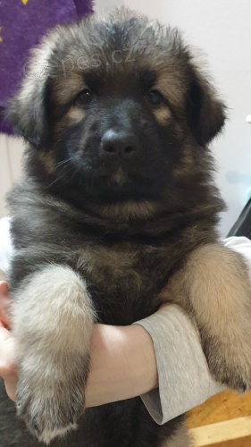 Shilohsk� ov��k s PP