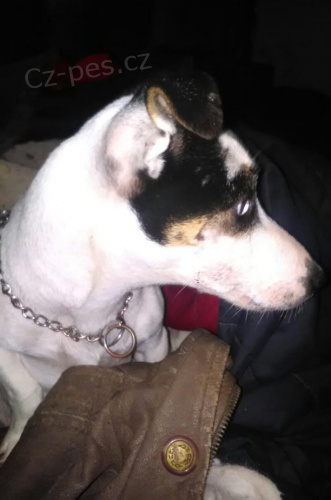 Jack Russel teri�r