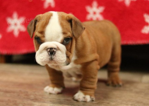 snuggly anglick� buldok �t��ata