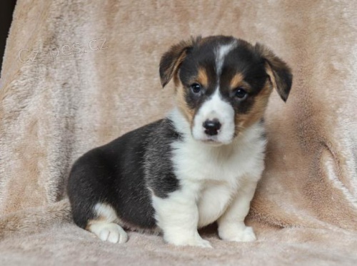 ��astn� �v�bov� �korpsk� (Pembroke) �t��ata