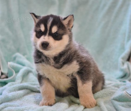 Rodinn� zvednut� sibi�sk� husky �t���tka
