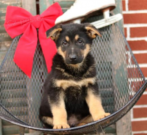 Pohledn� �t���tka n�meck�ho ov��ka