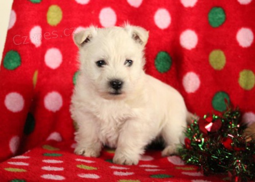 Okouzluj�c� �t���tka �t��atsk� teri�rsk� b�l� teri�ry