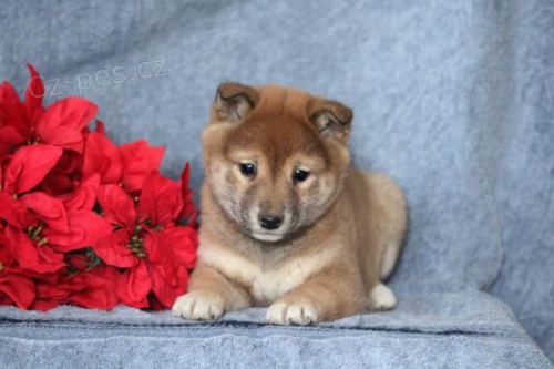��astn� �t��ata Shiba Inu
