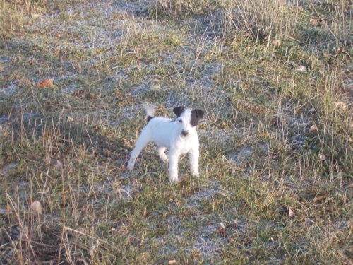 Parson russell teri�r