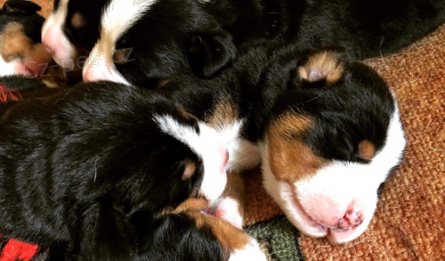 Velk� �v�carsk� sala�nick� pes