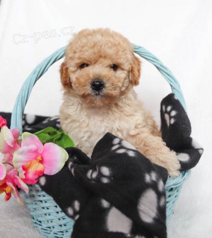 Roztomil� mini pudlov� �t��ata