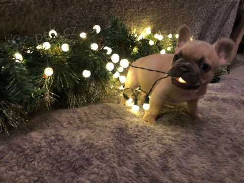 Francouzsk� buldo�ek �t��ata