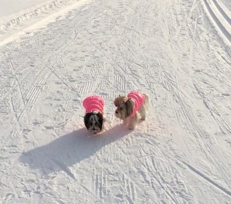 Yorkie �t��ata -