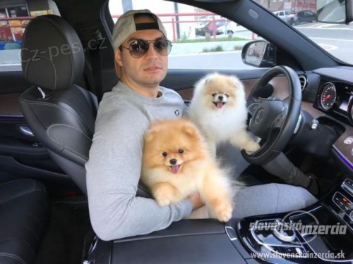 Rozko�n� rodokmen Pomeranian �t��ata p�ipraven