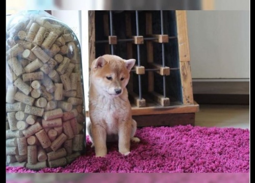 Shiba Inu �t��ata