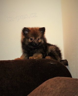 N�meck� �pic s PP