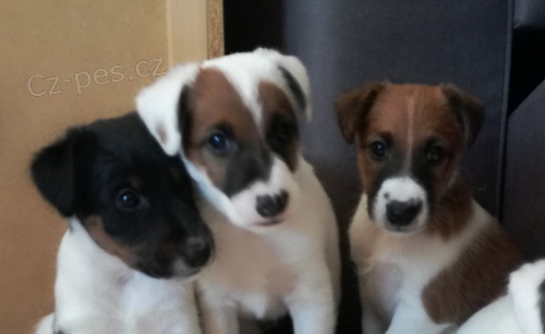 Foxteri�r hladkosrst� - �t��ata