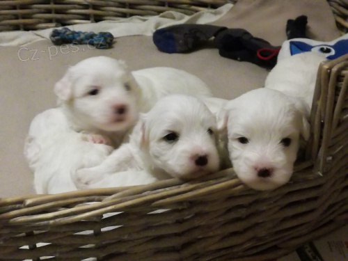 Prod�m �t��ata Coton de Tulear